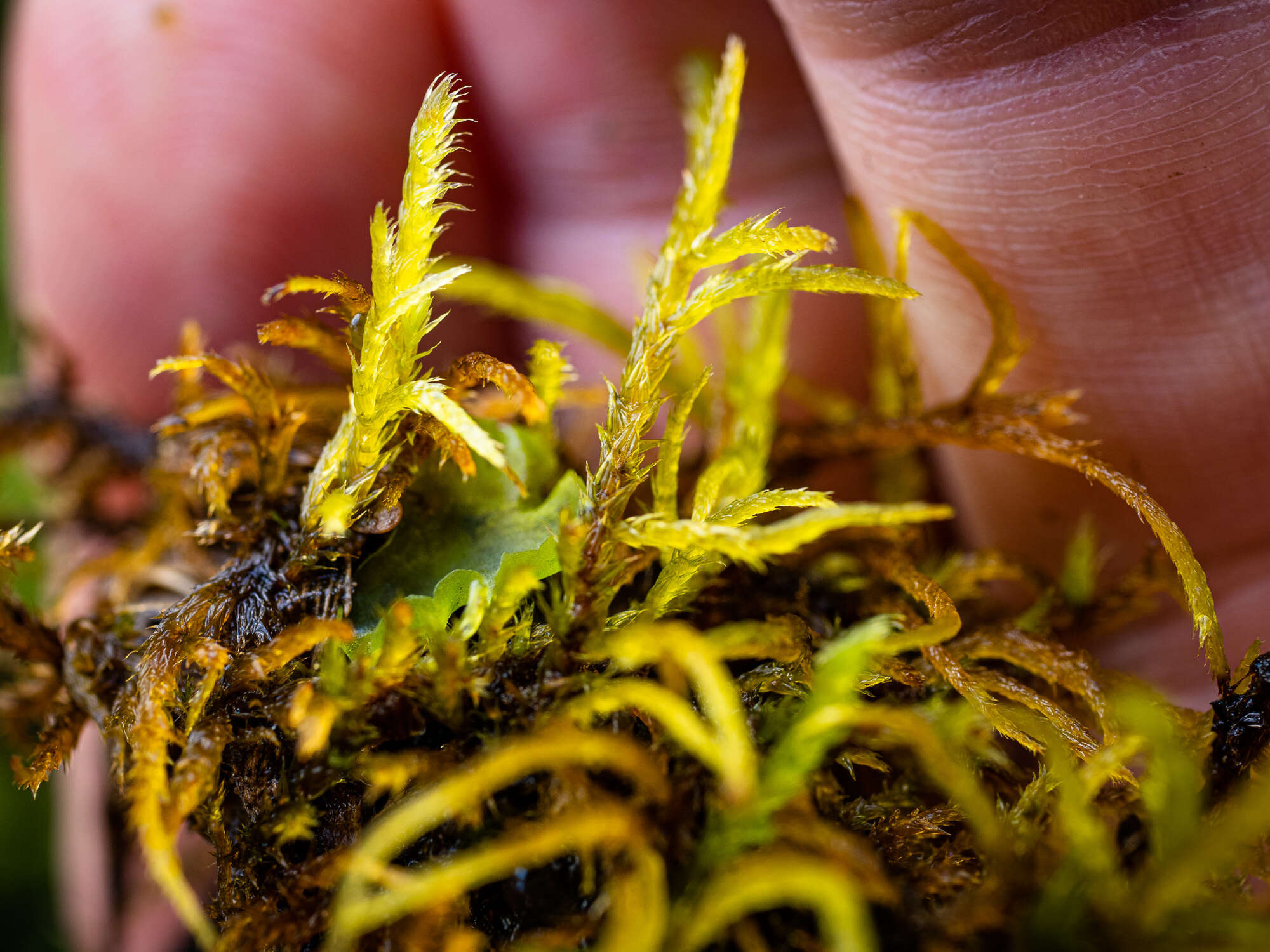 Image of helodium moss