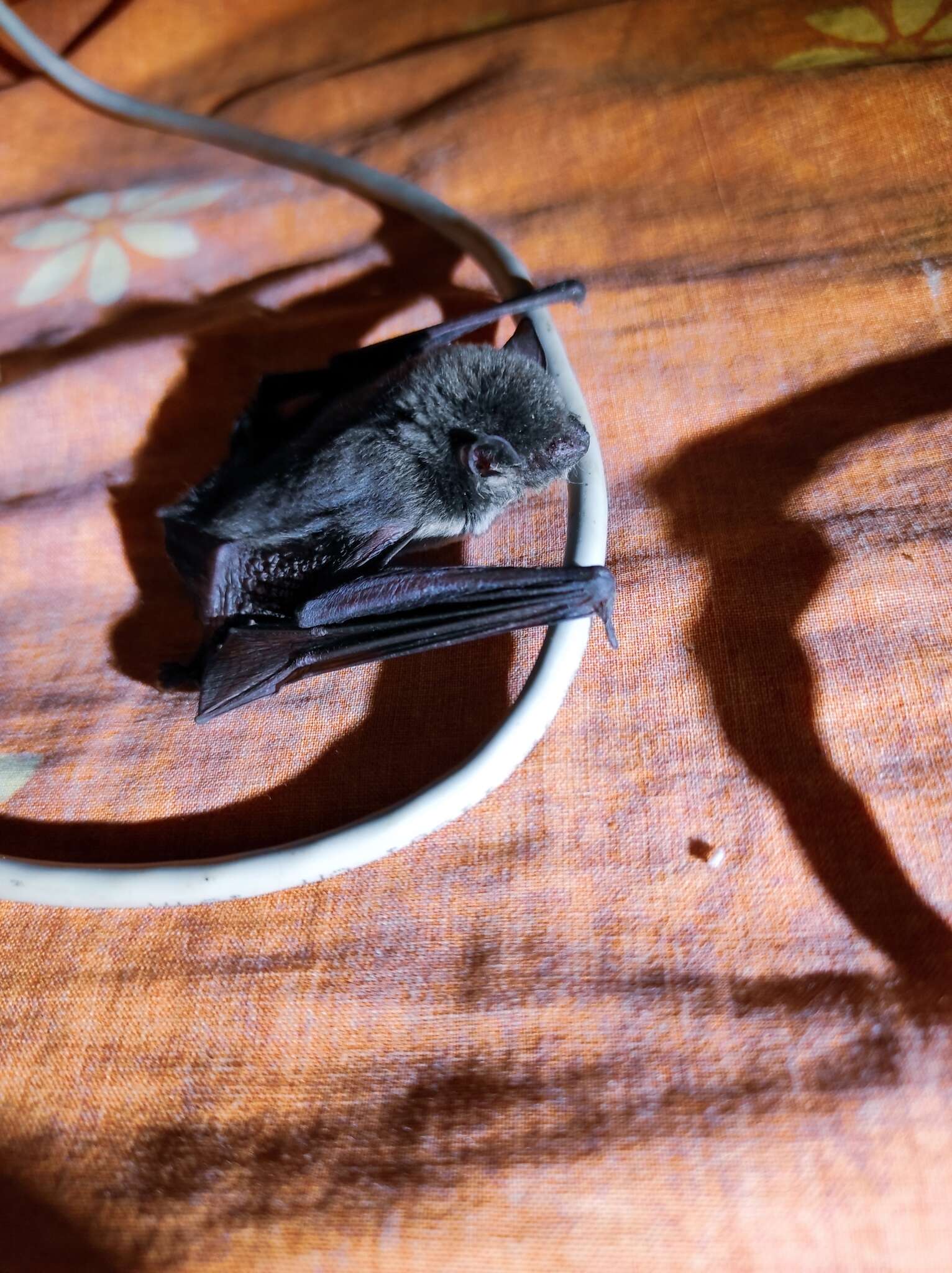 Image of Argentine Brown Bat