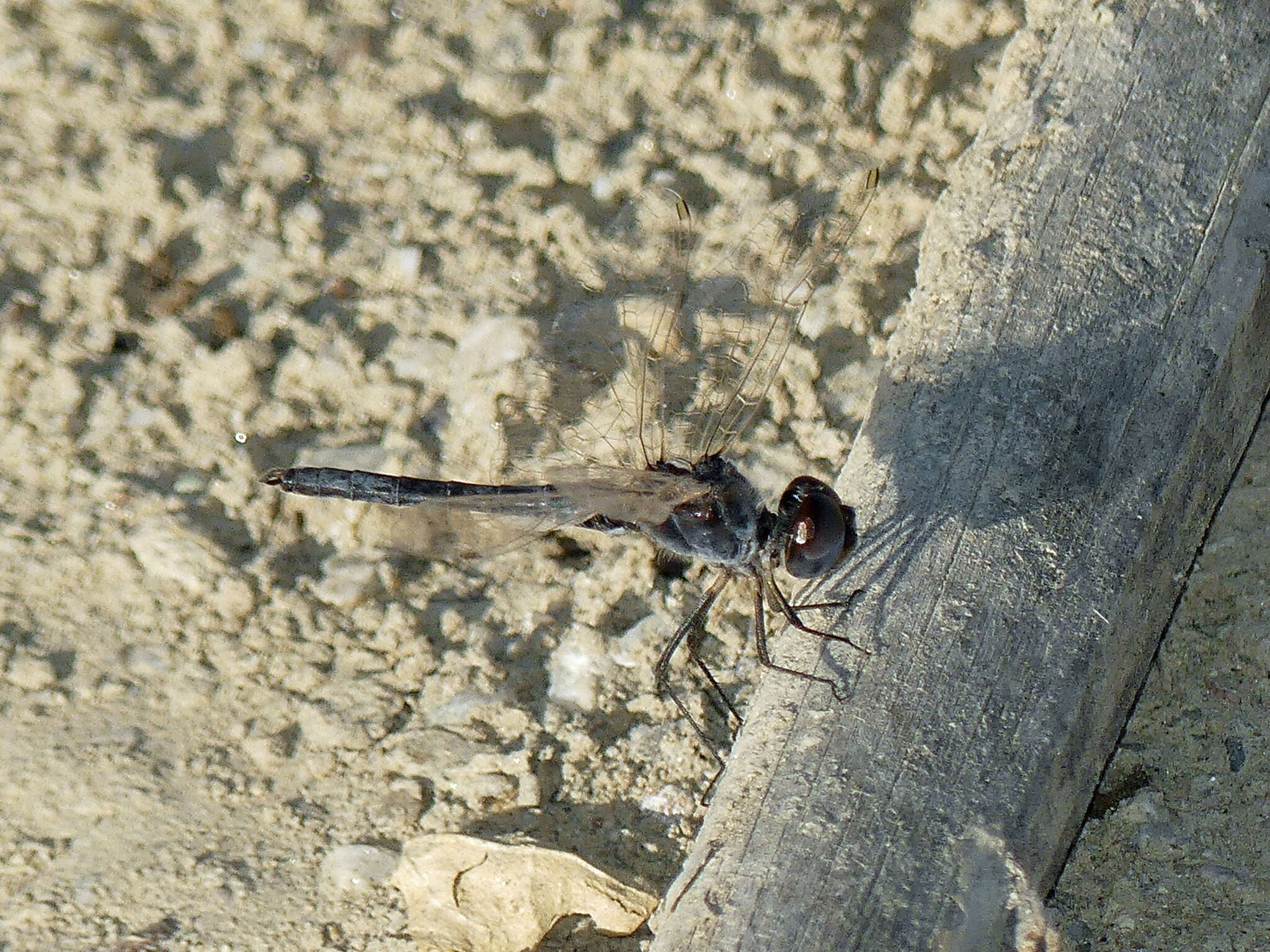 Imagem de Selysiothemis Ris 1897