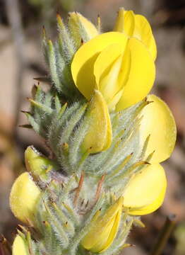 Image of Aspalathus joubertiana subsp. shawii (L. Bolus) R. Dahlgren
