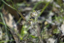 Image of Common dragon orchid