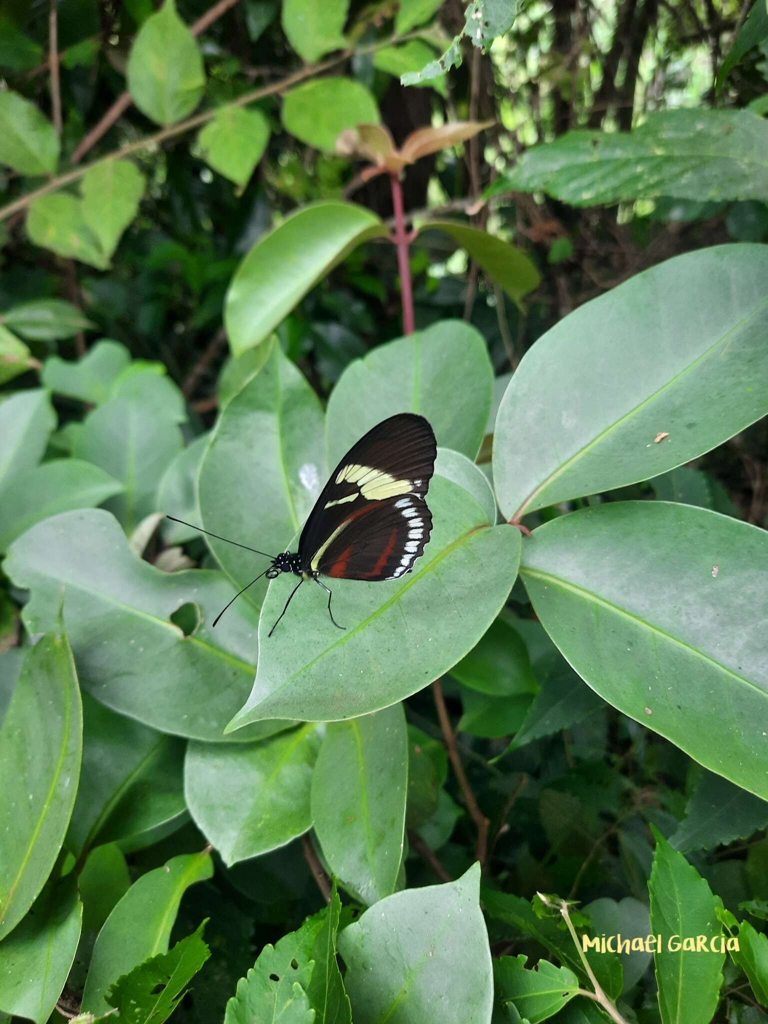 Image of Heliconius cydno lisethae