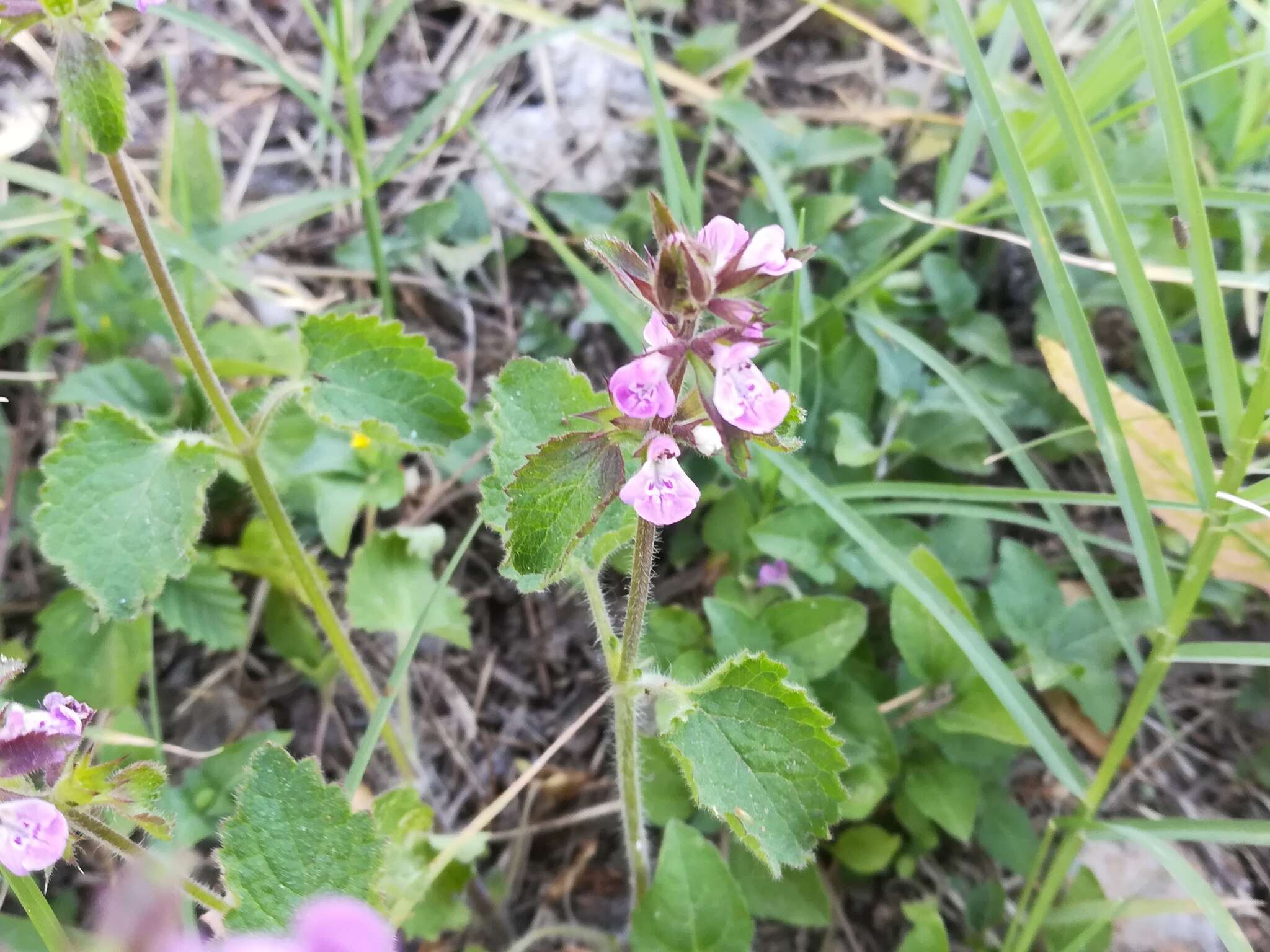 Image of PInk Mint