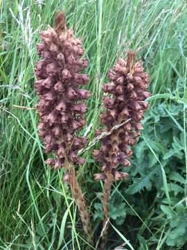 Imagem de Orobanche elatior Sutton