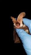 Image of Pinto Bat