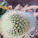 Image of Mammillaria schwarzii Shurly