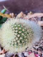 Image de Mammillaria schwarzii Shurly