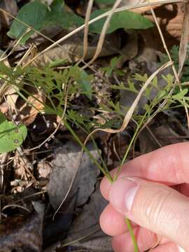 Image of cutleaf meadowparsnip