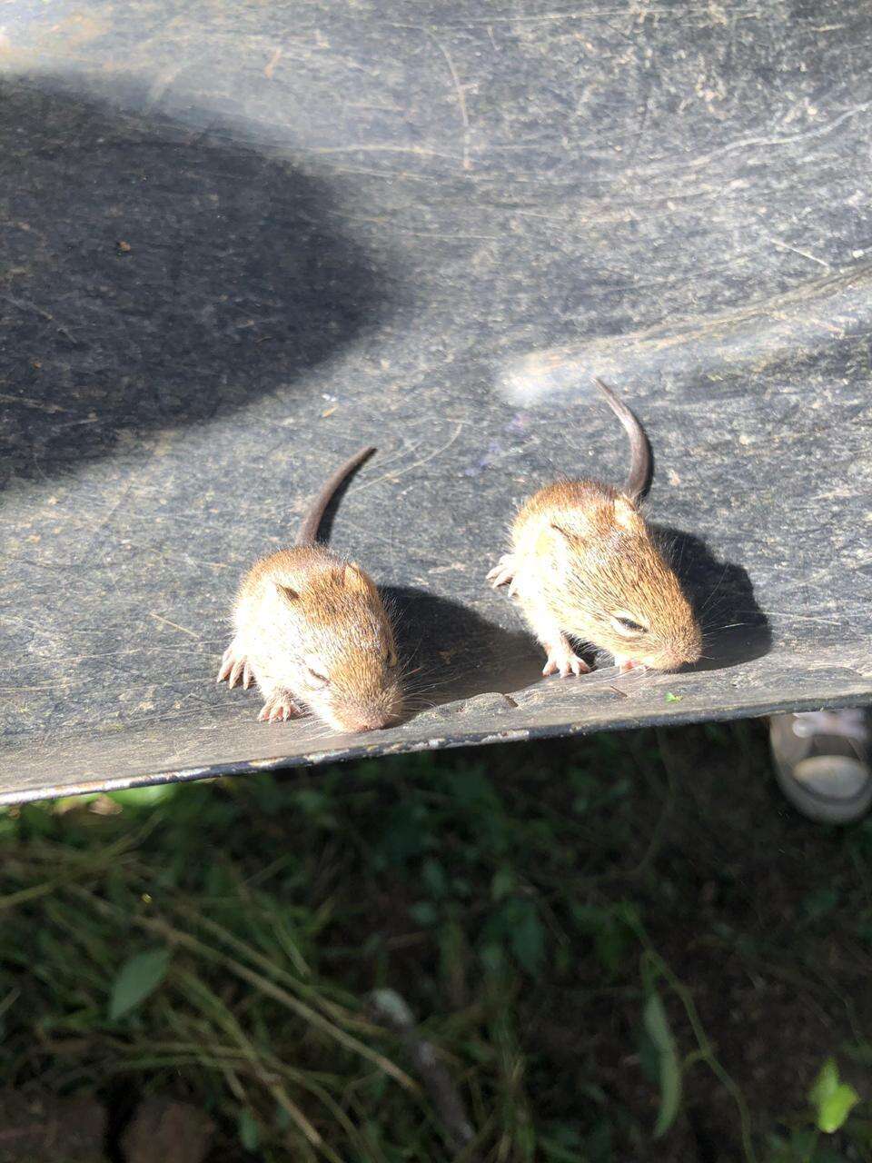 Image of Mexican woodrat