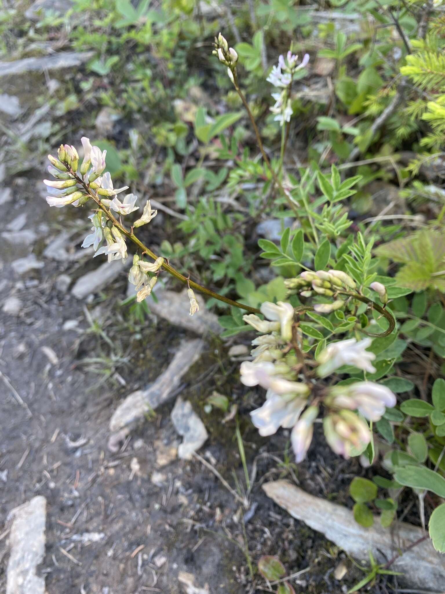 Astragalus robbinsii (Oakes) A. Gray的圖片