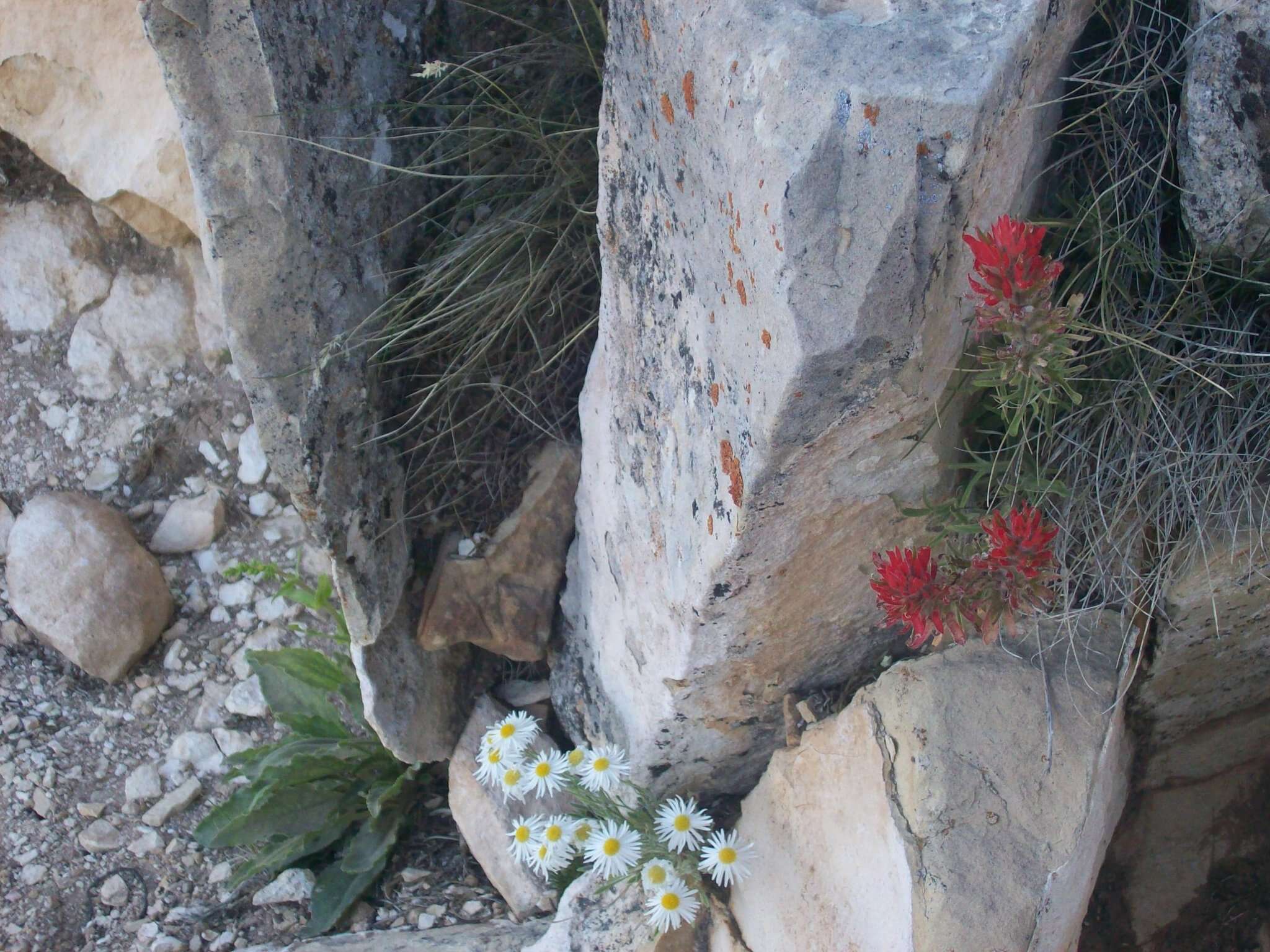 Image of Navajo fleabane