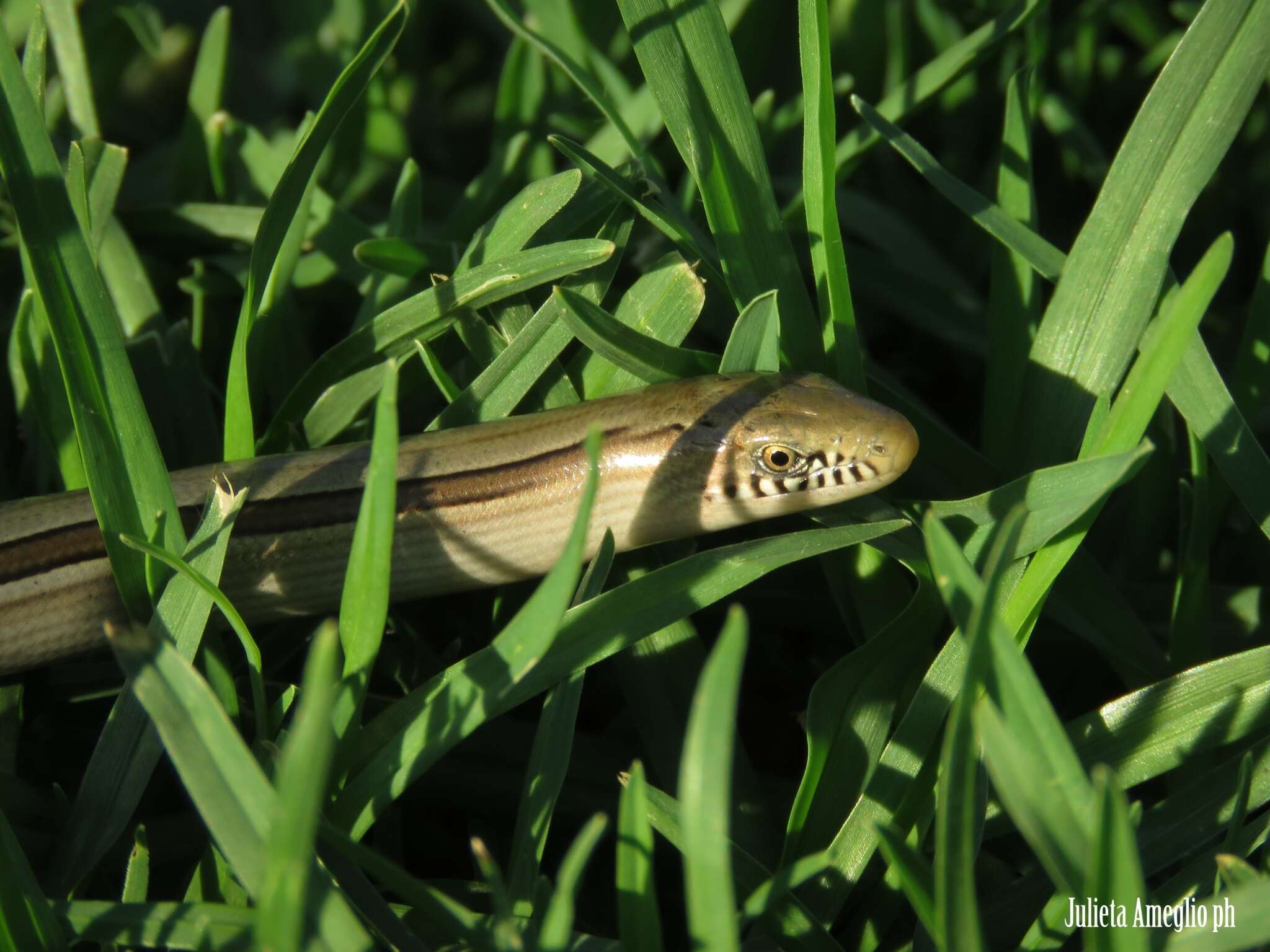 Imagem de Ophiodes intermedius Boulenger 1894