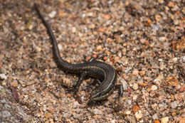 Image of Mulanje Skink