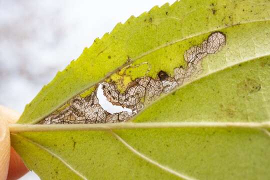 Sivun Stigmella rhamnicola (Braun 1916) Newton et al. 1982 kuva