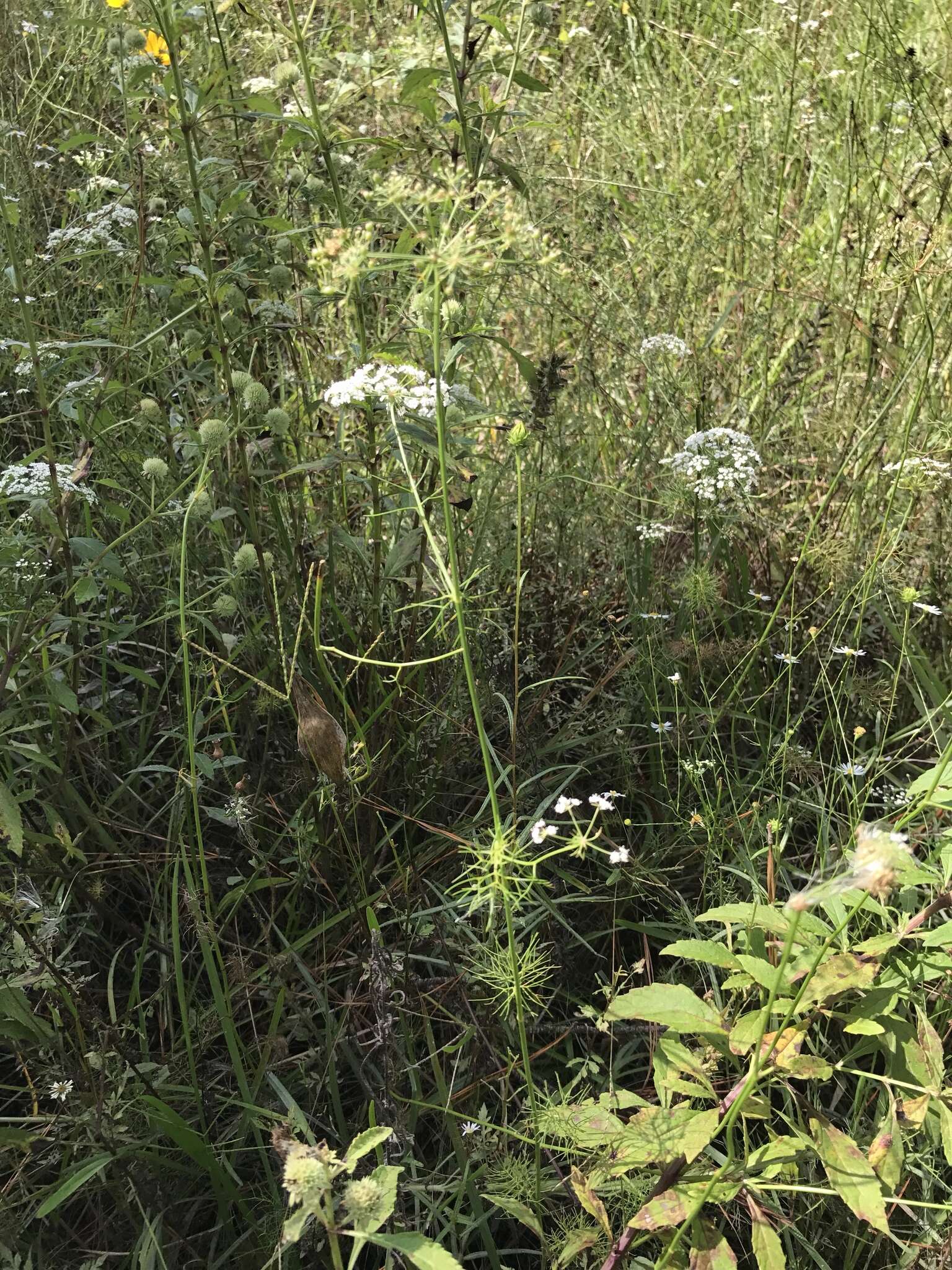 Image of ribbed mock bishopweed