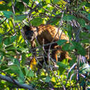 Image of Maranhão Red-handed Howler Monkey