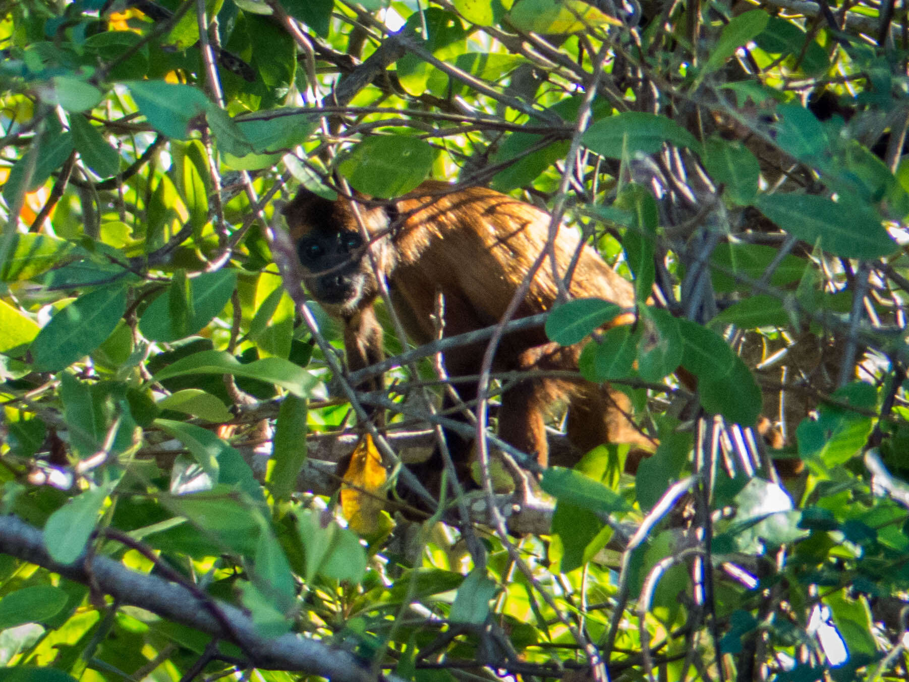 Image of Maranhão Red-handed Howler Monkey