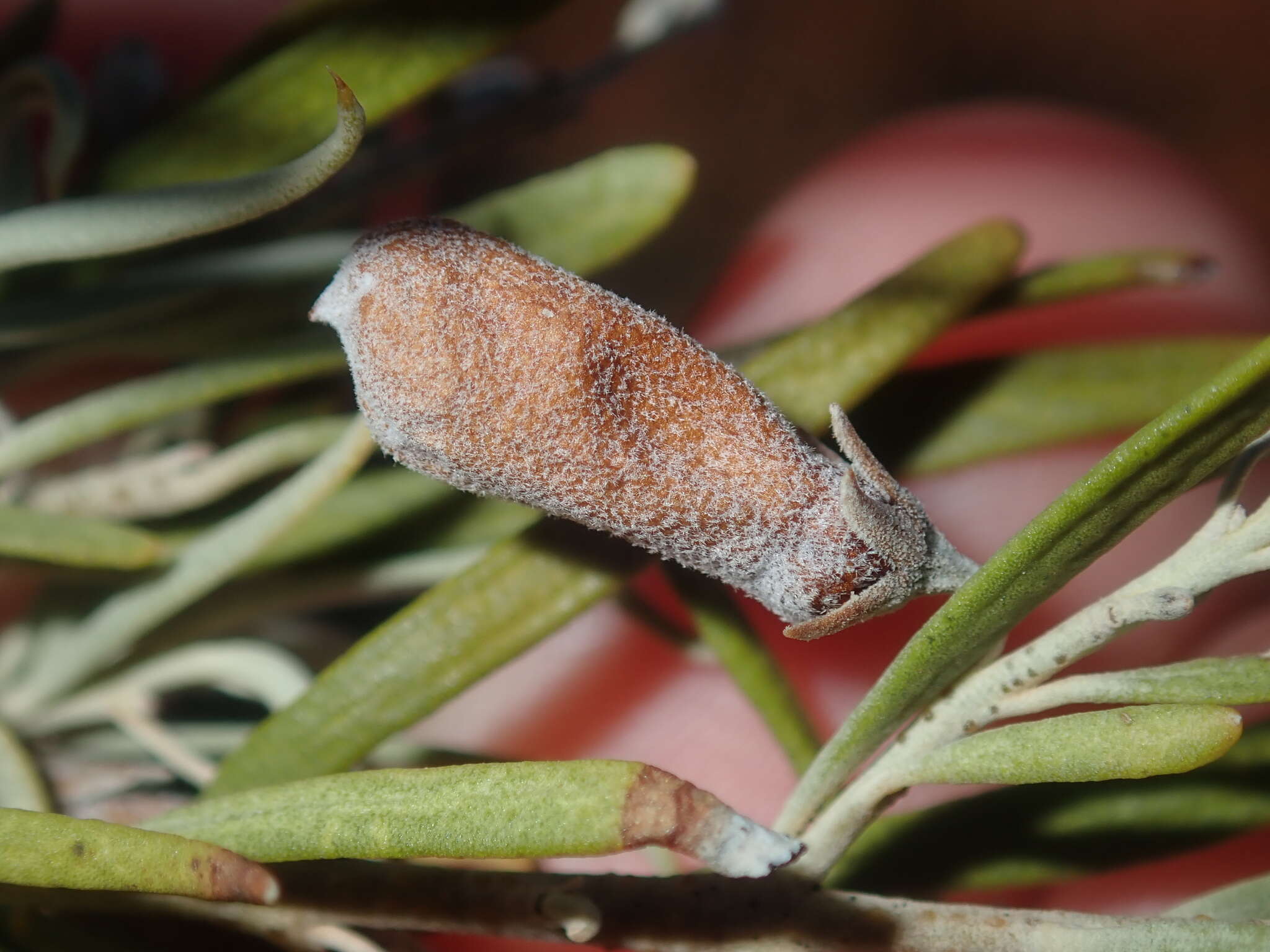 Image de Eremophila youngii F. Muell.