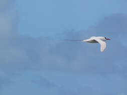 Image of tropicbirds