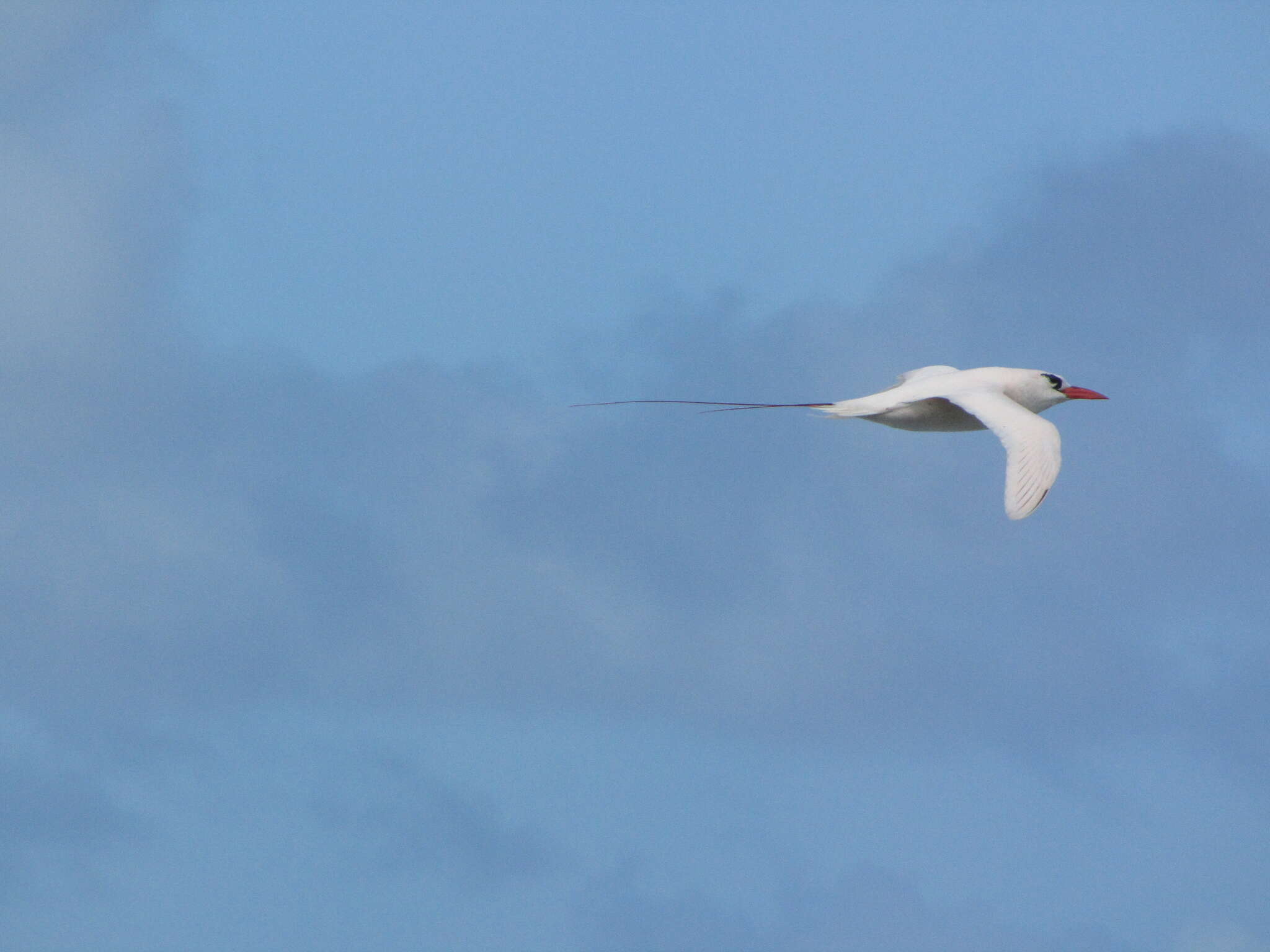 Image of tropicbirds