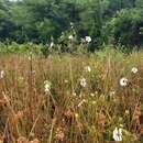 Image of Neches River Rose-Mallow