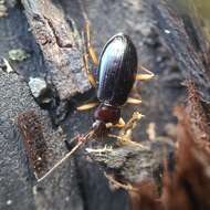 Image of Nebria (Reductonebria) eschscholtzii Ménétriés 1843