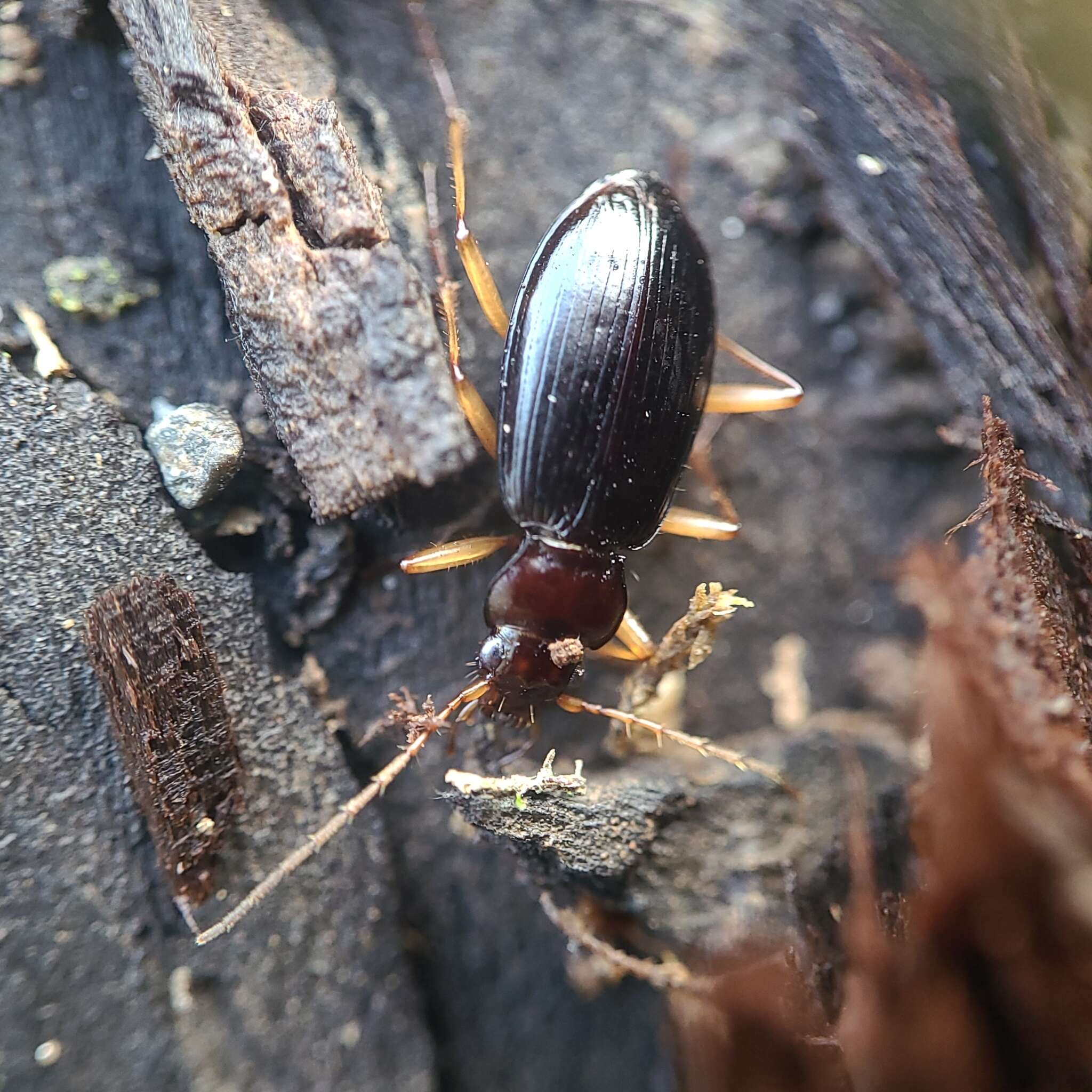 Image of Nebria (Reductonebria) eschscholtzii Ménétriés 1843