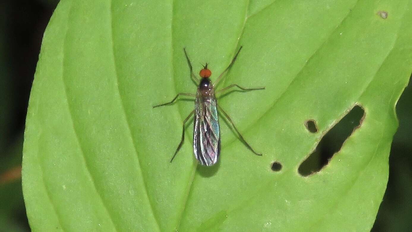 Image of Long-tailed Dance Fly