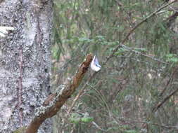 Image of Sitta europaea europaea Linnaeus 1758