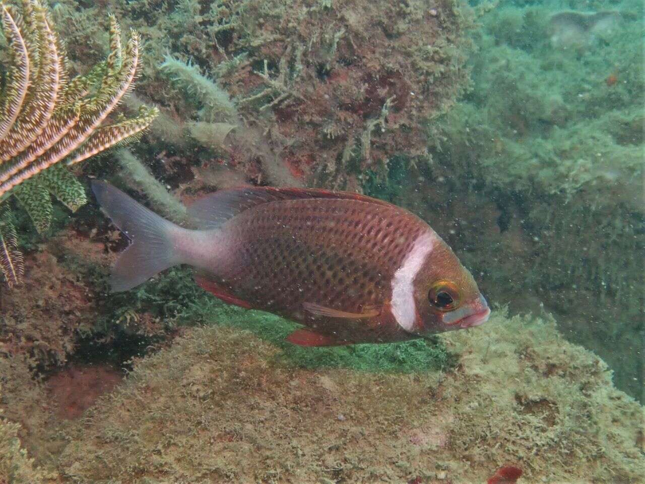 Image of Igcar monocle bream