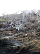 Image of Palo Santo