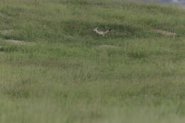 Image of Bengal Fox