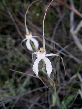 Image of Caladenia longicauda Lindl.