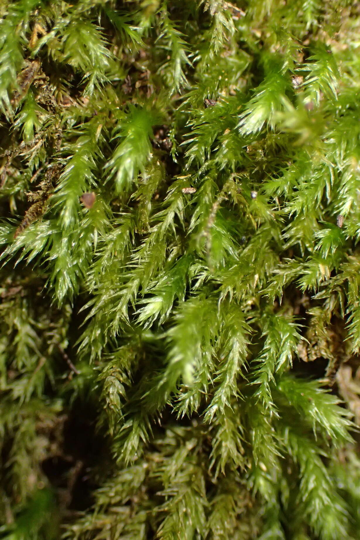 Image of palamocladium moss