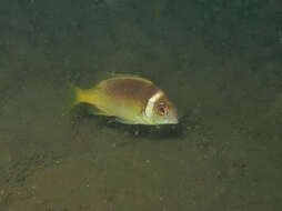 Image of Igcar monocle bream