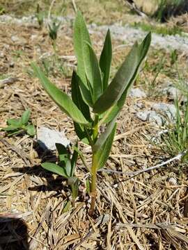 Слика од Asclepias speciosa Torr.