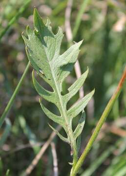 Image of Klasea lycopifolia (Vill.) A. & D. Löve