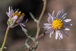 Image de Erigeron eatonii A. Gray