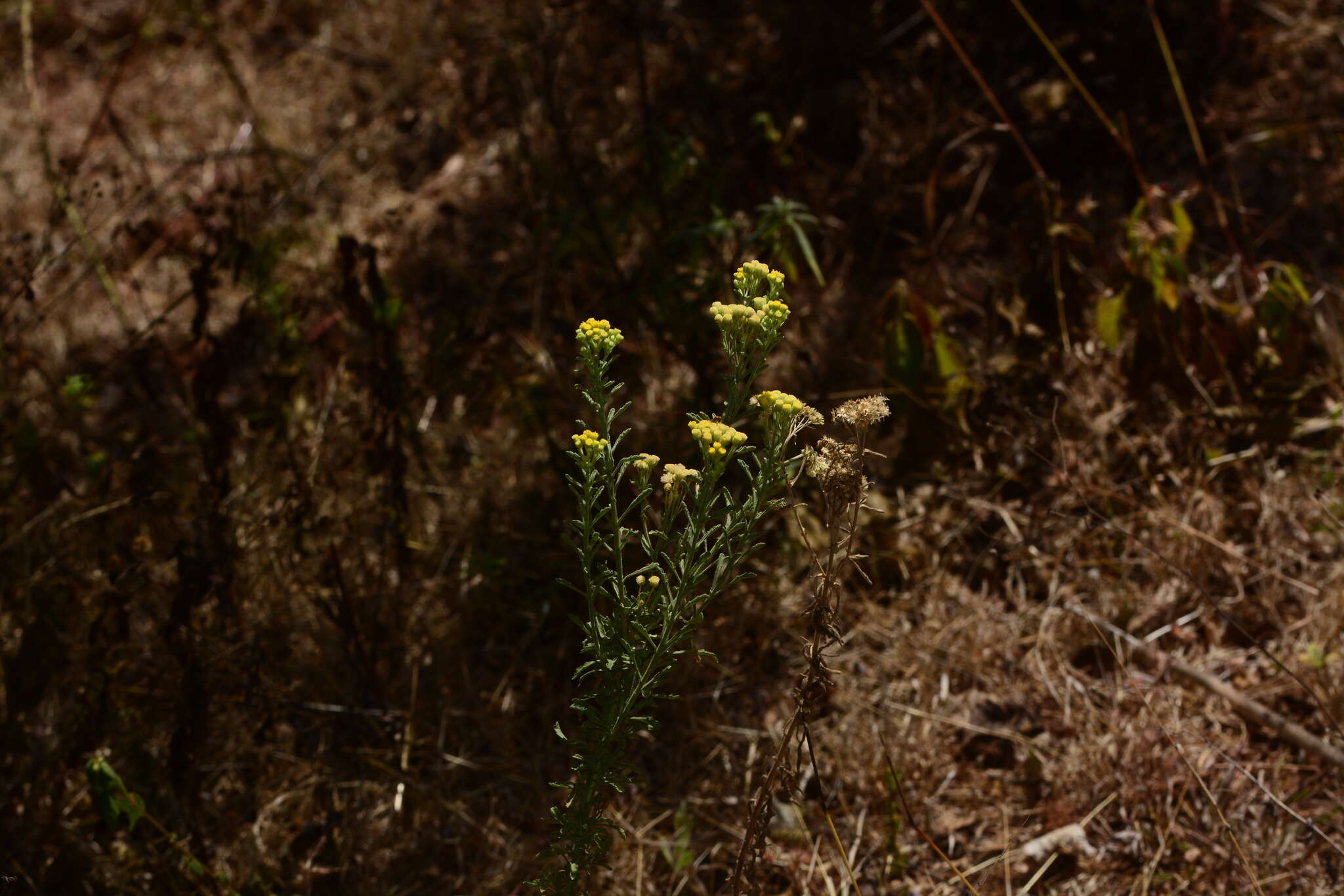 Image of Conyza stricta Willd.