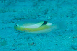 Image of Darkstripe tuskfish