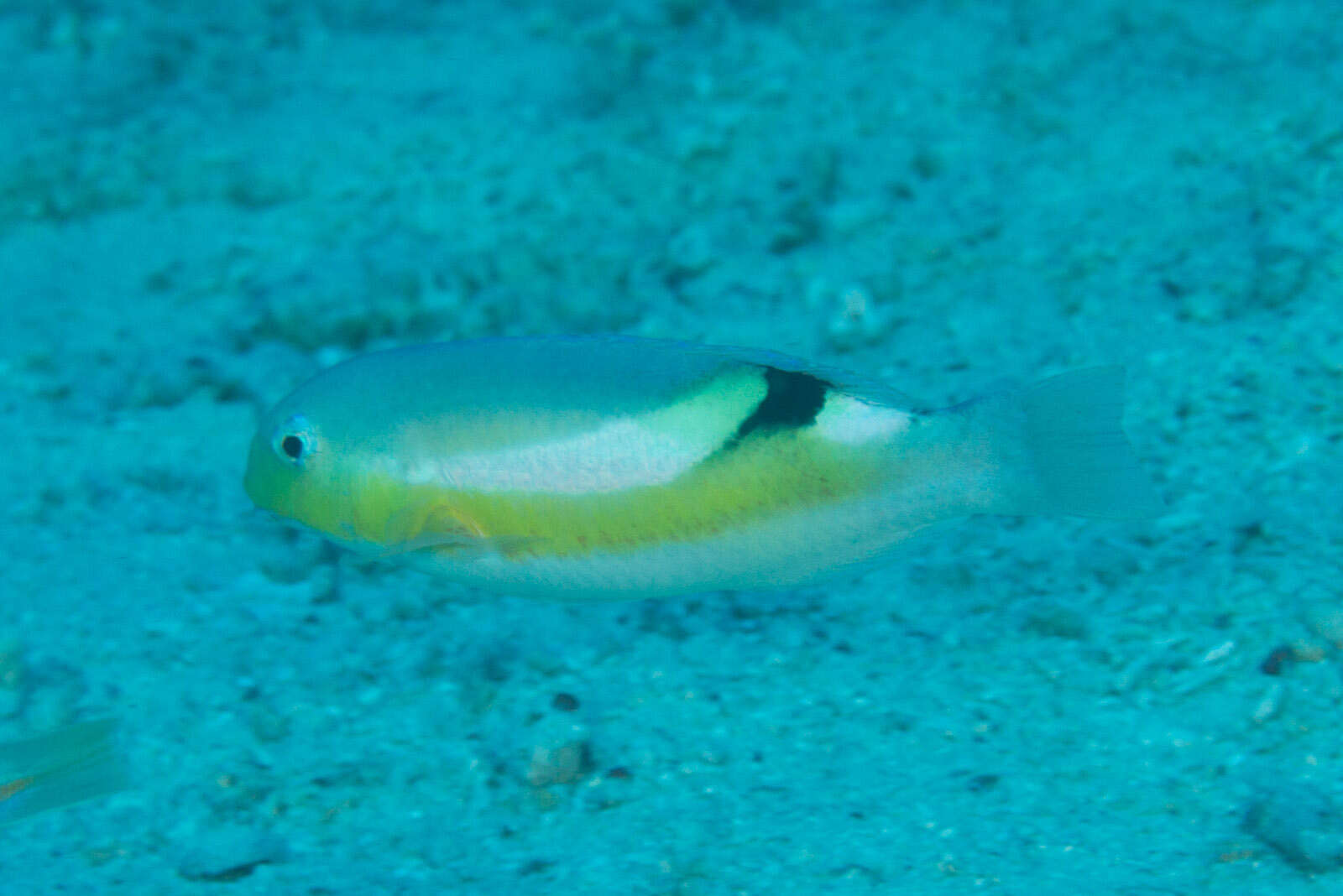 Image of Darkstripe tuskfish