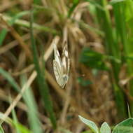 Image of Appias libythea peducaea