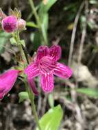 Слика од Penstemon triflorus Heller