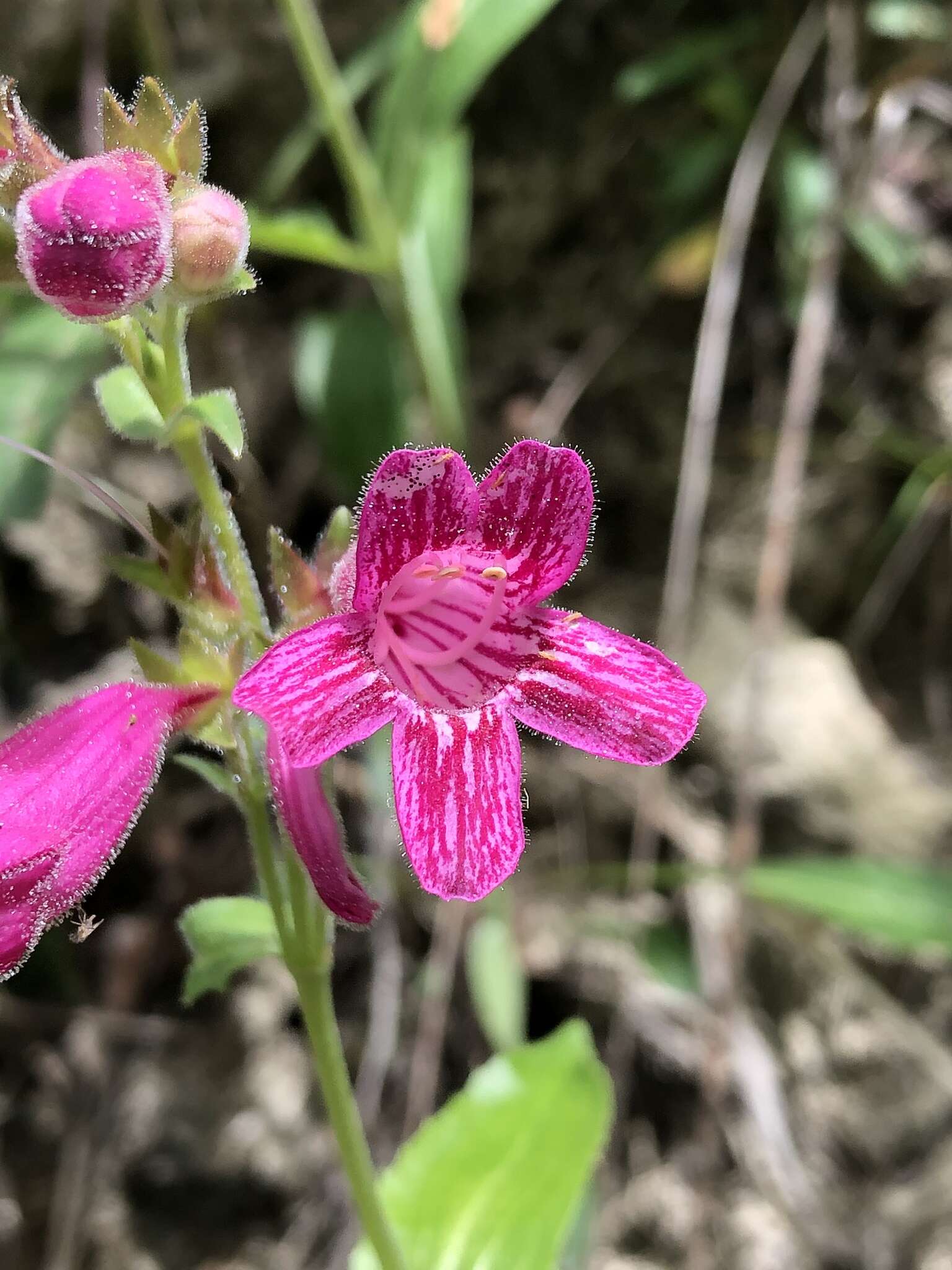 Слика од Penstemon triflorus Heller