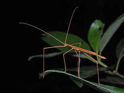 Image of Sipyloidea larryi Hasenpusch & Brock 2007