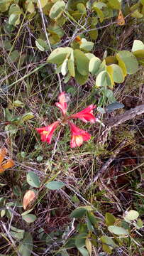 Image of Alstroemeria gardneri Baker