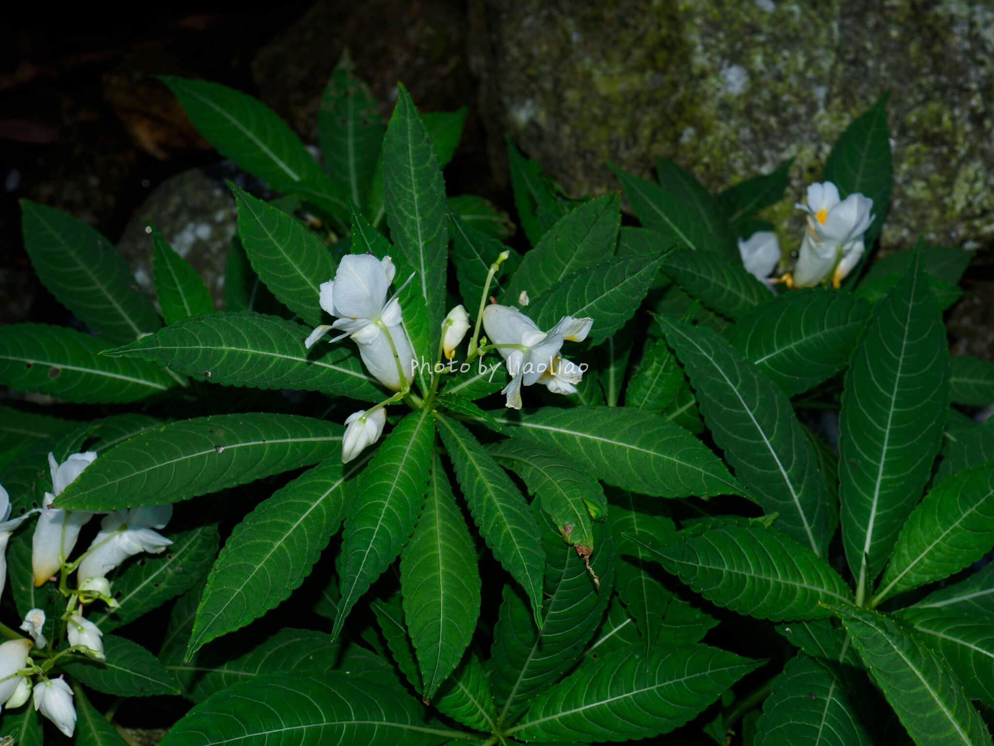 Image of Impatiens tubulosa Hemsl. ex Forb. & Hemsl.