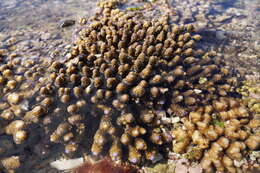 Image of Acropora gemmifera (Brook 1892)