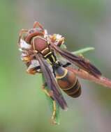 Image of Polistes dorsalis dorsalis