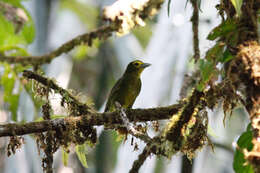 Слика од Chlorothraupis olivacea (Cassin 1860)